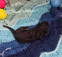 Mystic, a female Goldendoodle for sale in Barron, WI – Photo 9 of 9