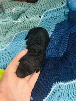 Mystic, a female Goldendoodle for sale in Barron, WI – Photo 3 of 9