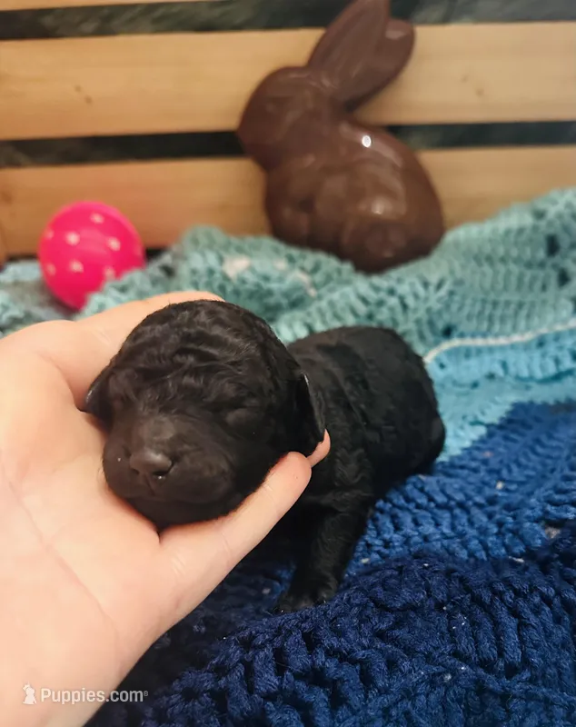 Mystic – Goldendoodle puppy for sale in Barron, WI