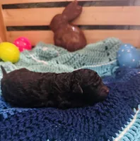 Mystic, a female Goldendoodle for sale in Barron, WI – Photo 5 of 9