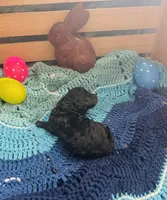 Mystic, a female Goldendoodle for sale in Barron, WI – Photo 7 of 9