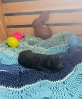 Mystic, a female Goldendoodle for sale in Barron, WI – Photo 6 of 9