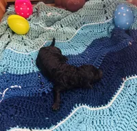 Mystic, a female Goldendoodle for sale in Barron, WI – Photo 8 of 9