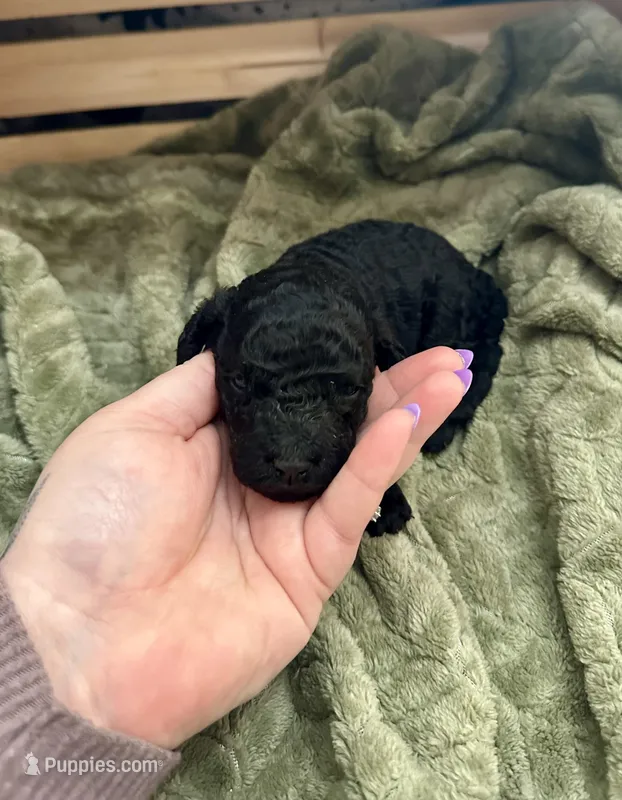 Mystic – Goldendoodle puppy for sale in Barron, WI