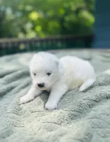 Lavender 🌿, a female Samoyed for sale in Barron, WI – 4 of 9