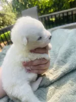Daisy 🌼 , a female Samoyed for sale in Barron, WI – 5 of 8