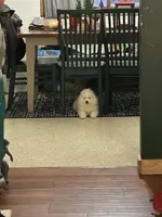 Samoyed puppies DUE in JUNE, a  Samoyed for sale in Barron, WI – 4 of 7