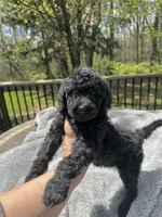 Onyx, a male Goldendoodle for sale in Barron, WI – 3 of 6