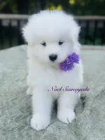 Lavender 🪴, a female Samoyed for sale in Barron, WI – 7 of 7