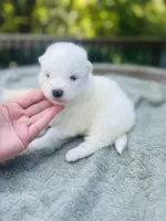 Limoncello 🍋, a female Samoyed for sale in Barron, WI – 5 of 9