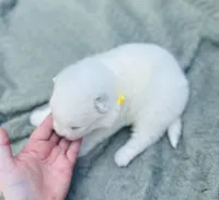 Limoncello 🍋, a female Samoyed for sale in Barron, WI – 8 of 9