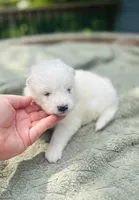 Lavender 🌿, a female Samoyed for sale in Barron, WI – 9 of 9