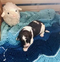 Fiona, a female Goldendoodle for sale in Barron, WI – Photo 9 of 9