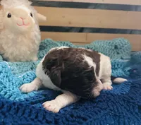 Fiona, a female Goldendoodle for sale in Barron, WI – Photo 6 of 9