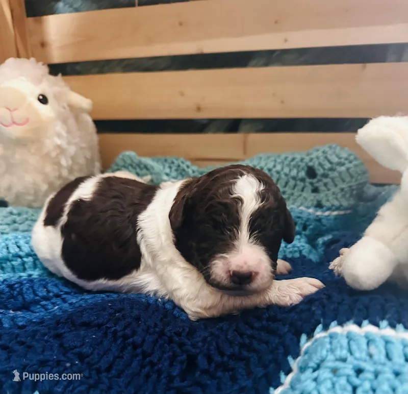Fiona – Goldendoodle puppy for sale in Barron, WI