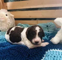 Fiona, a female Goldendoodle for sale in Barron, WI – Photo 1 of 9