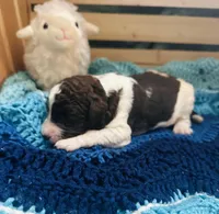 Fiona, a female Goldendoodle for sale in Barron, WI – Photo 4 of 9