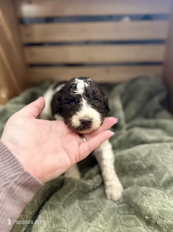 Fiona – Goldendoodle puppy on hold in Barron, WI