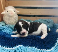 Fiona, a female Goldendoodle for sale in Barron, WI – Photo 2 of 9