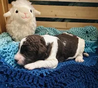 Fiona, a female Goldendoodle for sale in Barron, WI – Photo 5 of 9