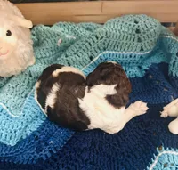 Fiona, a female Goldendoodle for sale in Barron, WI – Photo 3 of 9