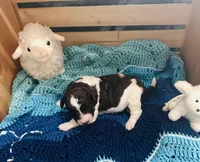 Fiona, a female Goldendoodle for sale in Barron, WI – Photo 8 of 9