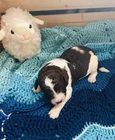 Fiona, a female Goldendoodle for sale in Barron, WI – Photo 7 of 9