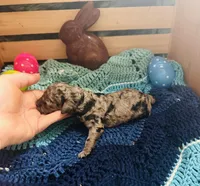 Thunder, a male Goldendoodle for sale in Barron, WI – Photo 8 of 10