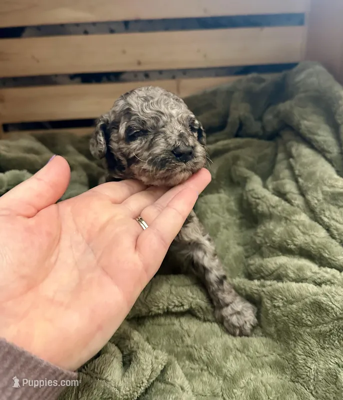 Thunder – Goldendoodle puppy for sale in Barron, WI