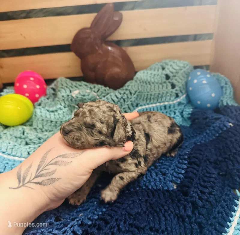 Thunder – Goldendoodle puppy for sale in Barron, WI