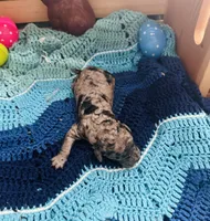 Thunder, a male Goldendoodle for sale in Barron, WI – Photo 9 of 10