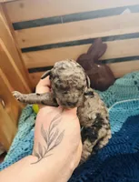 Thunder, a male Goldendoodle for sale in Barron, WI – Photo 5 of 10