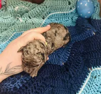 Thunder, a male Goldendoodle for sale in Barron, WI – Photo 2 of 10