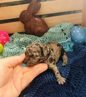 Thunder, a male Goldendoodle for sale in Barron, WI – Photo 3 of 10