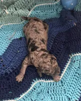 Thunder, a male Goldendoodle for sale in Barron, WI – Photo 6 of 10