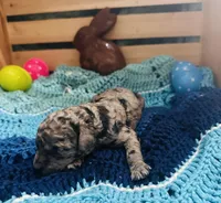 Thunder, a male Goldendoodle for sale in Barron, WI – Photo 7 of 10