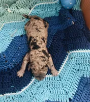 Thunder, a male Goldendoodle for sale in Barron, WI – Photo 10 of 10