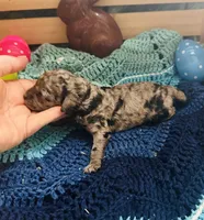 Thunder, a male Goldendoodle for sale in Barron, WI – Photo 4 of 10