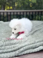 Tansy 🌸, a female Samoyed for sale in Barron, WI – 8 of 8