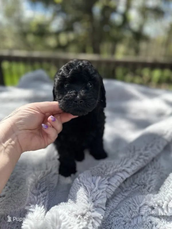 Triton – Goldendoodle puppy for sale in Barron, WI