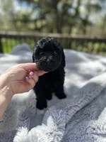 Triton, a male Goldendoodle for sale in Barron, WI – 1 of 7