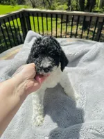 Magpie, a female Goldendoodle for sale in Barron, WI – 5 of 6
