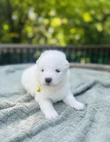 Limoncello 🍋, a female Samoyed for sale in Barron, WI – 2 of 9