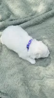 Lavender 🌿, a female Samoyed for sale in Barron, WI – 8 of 9