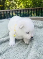Limoncello 🍋, a female Samoyed for sale in Barron, WI – 7 of 9