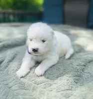 Lavender 🌿, a female Samoyed for sale in Barron, WI – 7 of 9