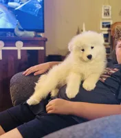 Rosemary 🪴, a female Samoyed for sale in Barron, WI – 2 of 5
