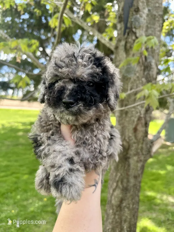 Zorro – Goldendoodle puppy for sale in Barron, WI