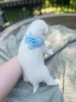 Blueberry 🫐 , a female Samoyed for sale in Barron, WI – 3 of 9