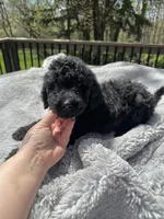 Onyx, a male Goldendoodle for sale in Barron, WI – 5 of 6